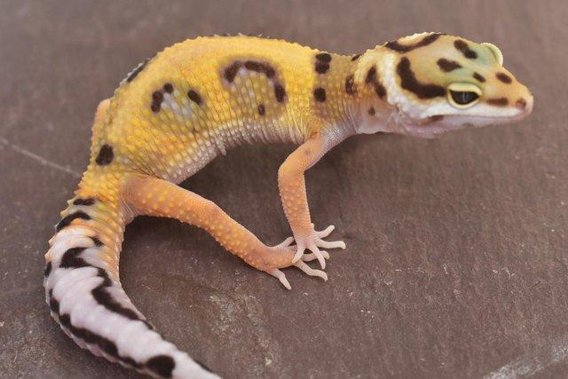 Image 10 of 2023 Leopard gecko Hatchlings available