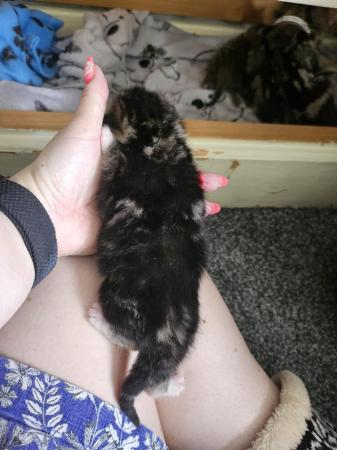 Image 2 of kittens for sale ready 8th july