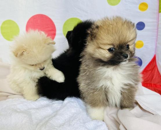 Image 6 of Pomeranian puppies for sale