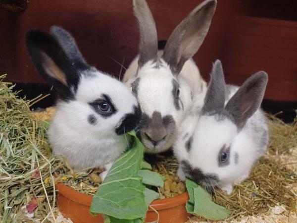 Image 2 of Fully vaccinated purebred baby English rabbits