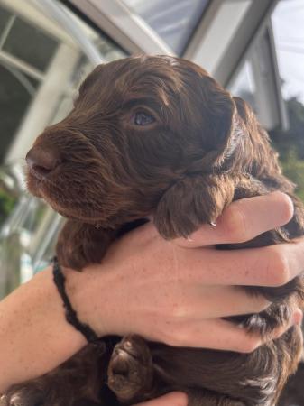 Image 8 of F1 Sproodle springer x mini poodle puppies