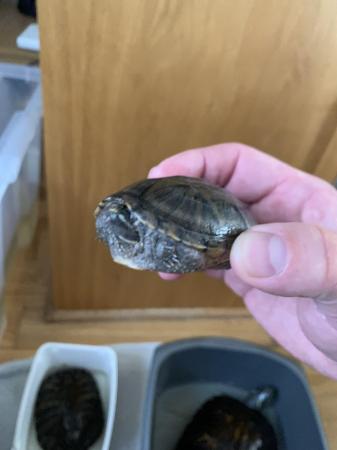 Image 6 of Musk turtle and map turtle needing a home