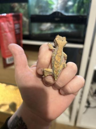 Image 2 of 6 month old crested gecko Unsexed juvenile For sale - £35