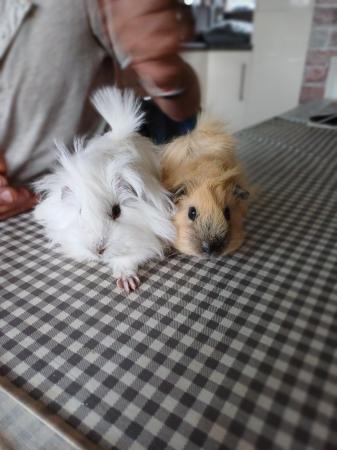 Image 3 of Long haired peruvian guinea pigs