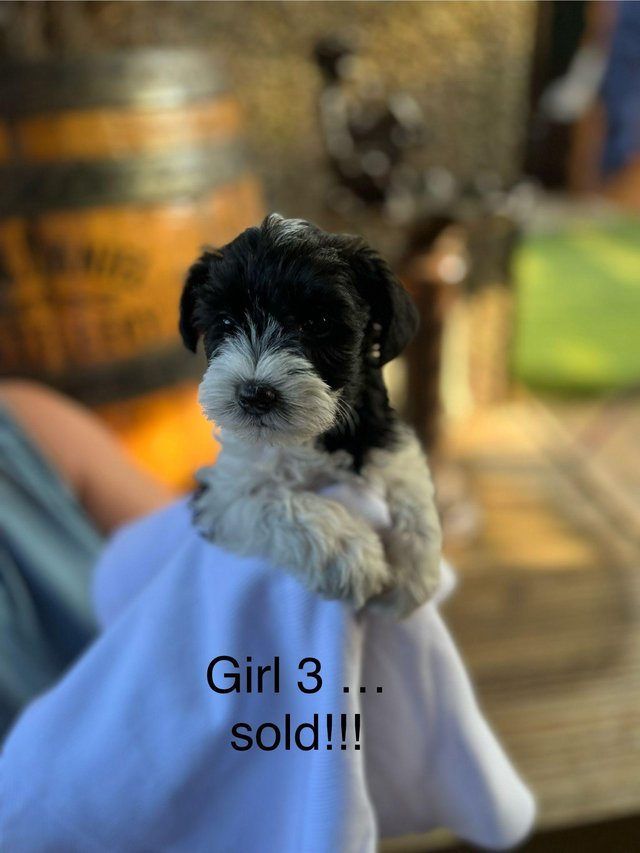 Preview of the first image of Miniature schnauzer puppys.