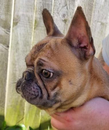Image 1 of Male fFrench bulldog for sale