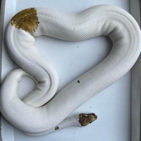 Image 7 of REDUCED pied pinto enchi ( russo ) female ball python royal