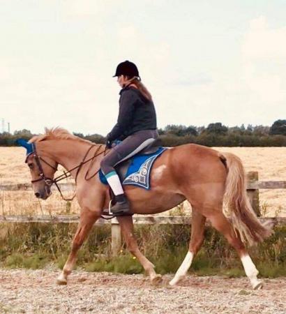 Image 3 of Looking for part loan15.2hh up