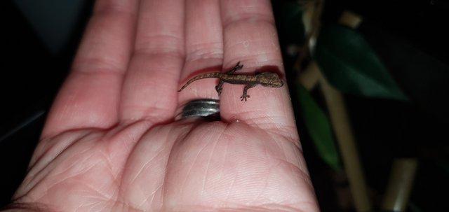 Image 2 of Baby mourning geckos for sale. 20 each or 2 for 30. 10 each