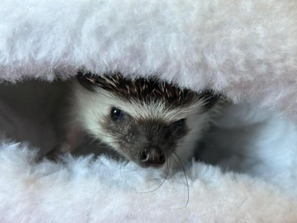 Image 5 of African Pygmy hedgehog for sale