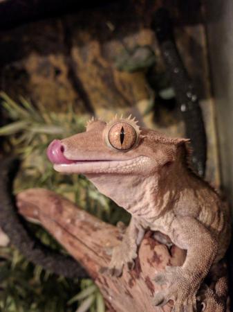 Image 2 of Adult male crested gecko looking for new home