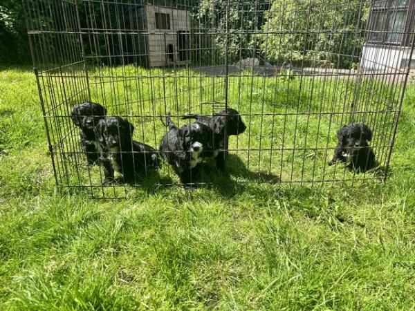 Image 10 of BEAUTIFUL SPROODLE PUPPIES FOR SALE