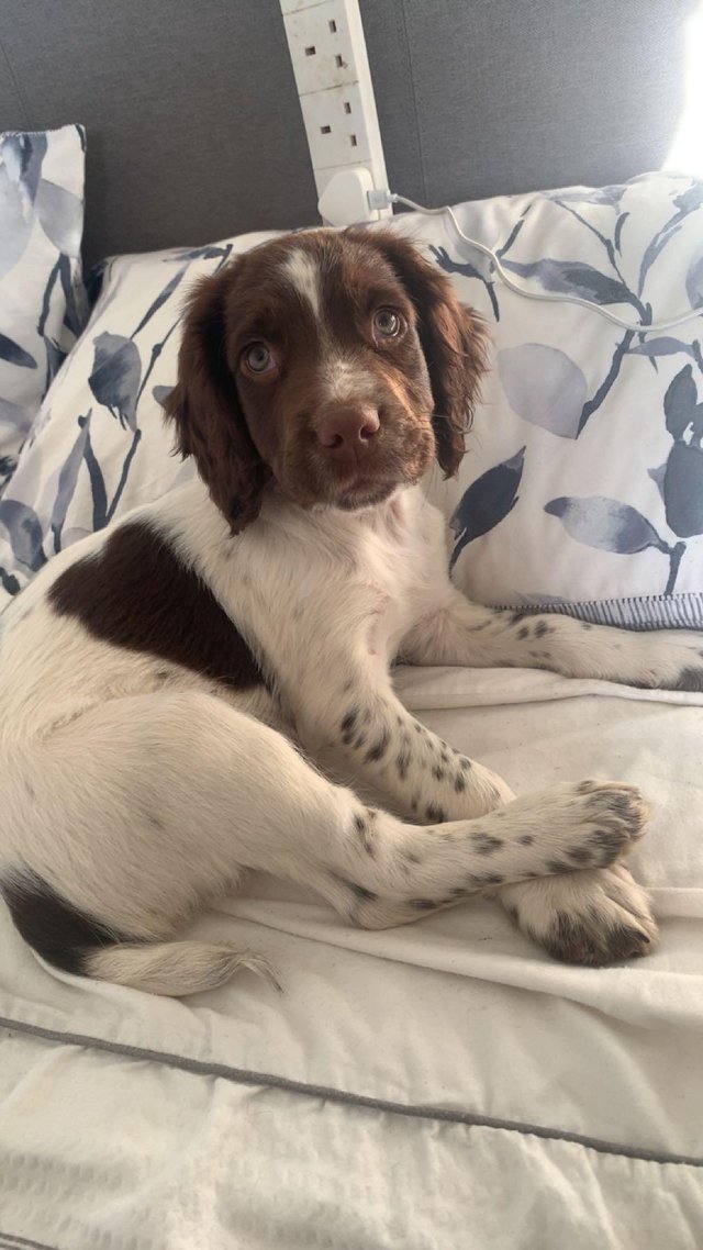 Preview of the first image of Kc registered English springer spaniel.