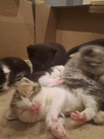 Image 6 of Beautiful bundle of kittens ready now!!