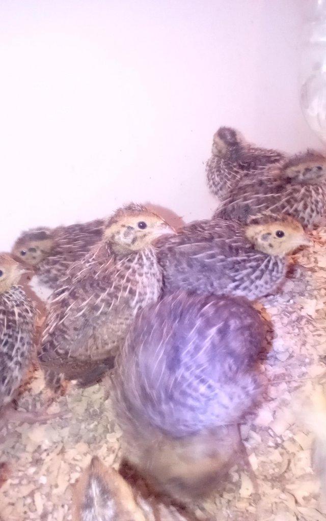 Preview of the first image of Coturnix Quail Various Colours day old to pol.