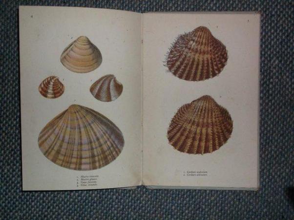 Image 3 of KING PENGUIN - BRITISH SHELLS BY F MARTIN DUNCAN