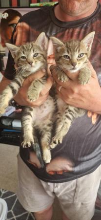 Image 5 of 2 x female tabby kittens