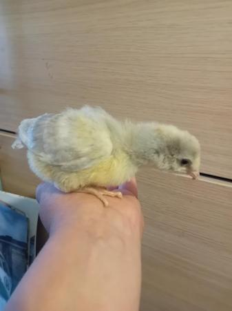 Image 4 of Chicks currently available 19th june