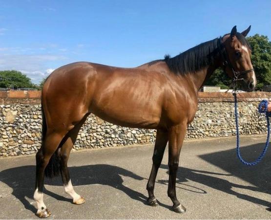 Image 2 of 4 year old thoroughbred filly