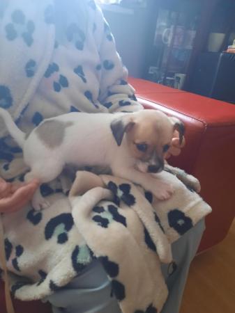 Image 4 of Jackrussle x chihuahua puppie for sale