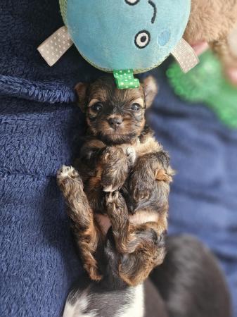 Image 5 of Pomchi puppy girls looking for forever homes