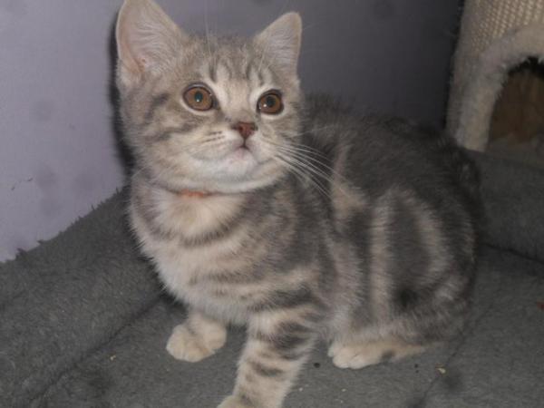 Image 5 of READY NOW - British Shorthair Blue Male Kitten