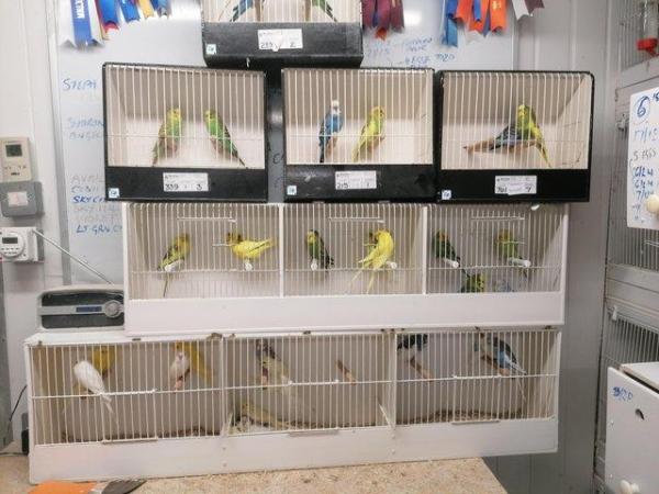 Image 7 of Exhibition colour (miniture) budgies