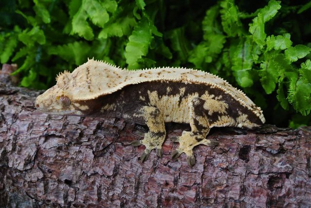 Image 2 of Whitewall Crested Gecko Female
