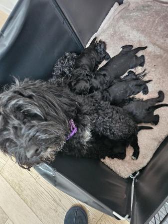 Image 5 of F1b cockapoo puppies for sale