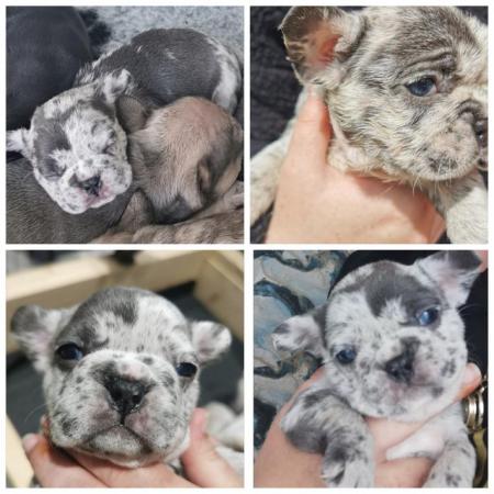 Image 17 of reduced qualityKc registered french bull dog puppies