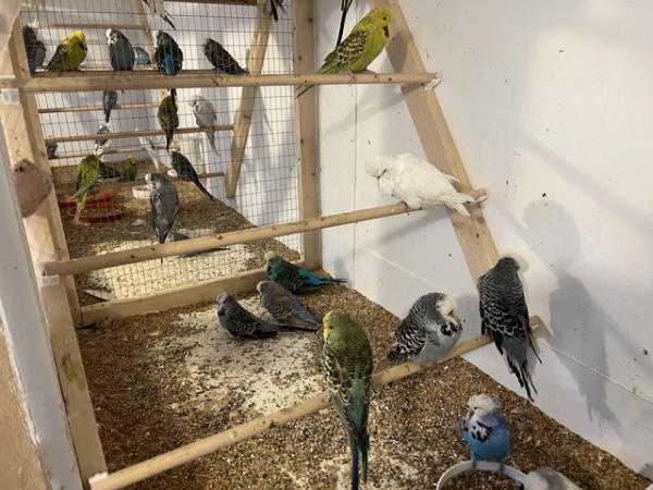 Image 5 of Budgies exhibition and pet types
