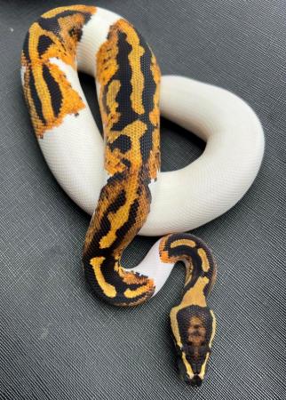 Image 3 of Pied yellow belly ball python male pumpkin pied royal