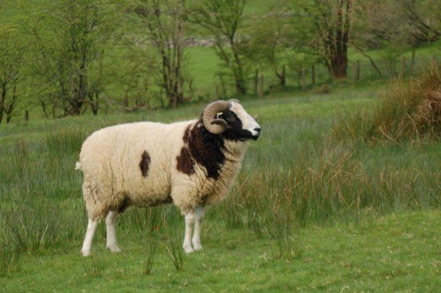 Preview of the first image of Pedigree Jacob Ram - 3yr old.