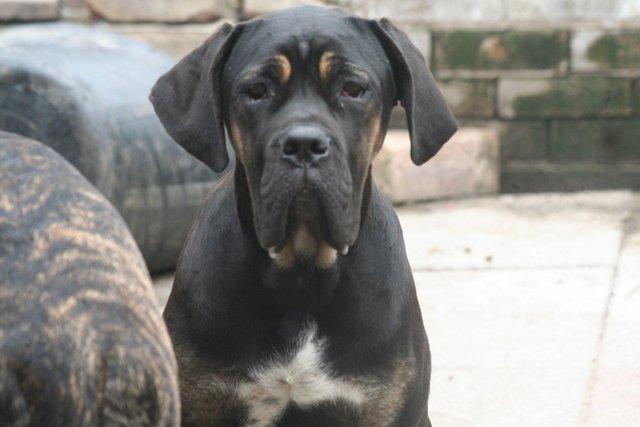 Image 5 of 3 year old cane corso girlperfect pet