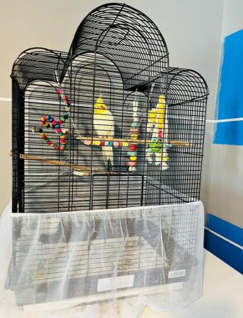 Image 1 of White cockatiel with cage and toys
