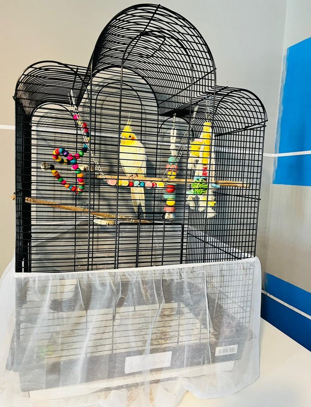 Preview of the first image of White cockatiel with cage and toys.