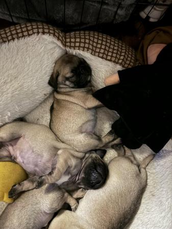 Image 5 of ??4 Gorgeous PURE pugs For Sale