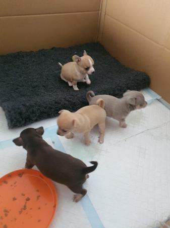 Image 16 of Beautiful smooth coat chihuahua puppies for sale