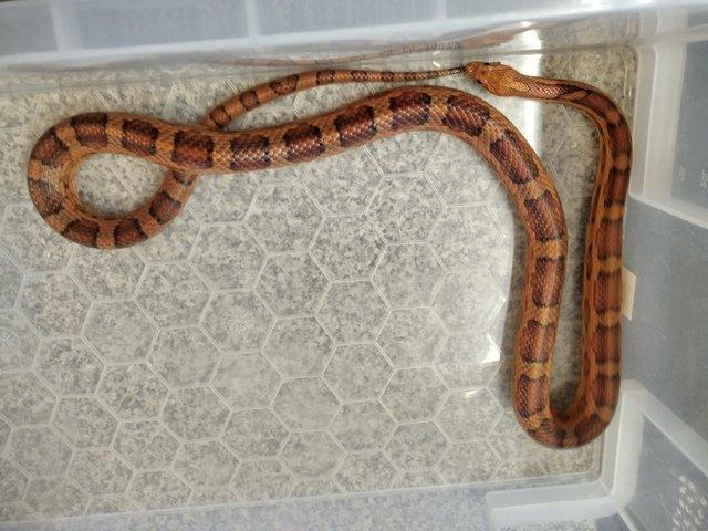 Preview of the first image of Adult Corn Snakes Rehome - £20 each.