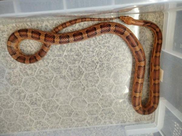 Image 1 of Adult Corn Snakes Rehome - £20 each