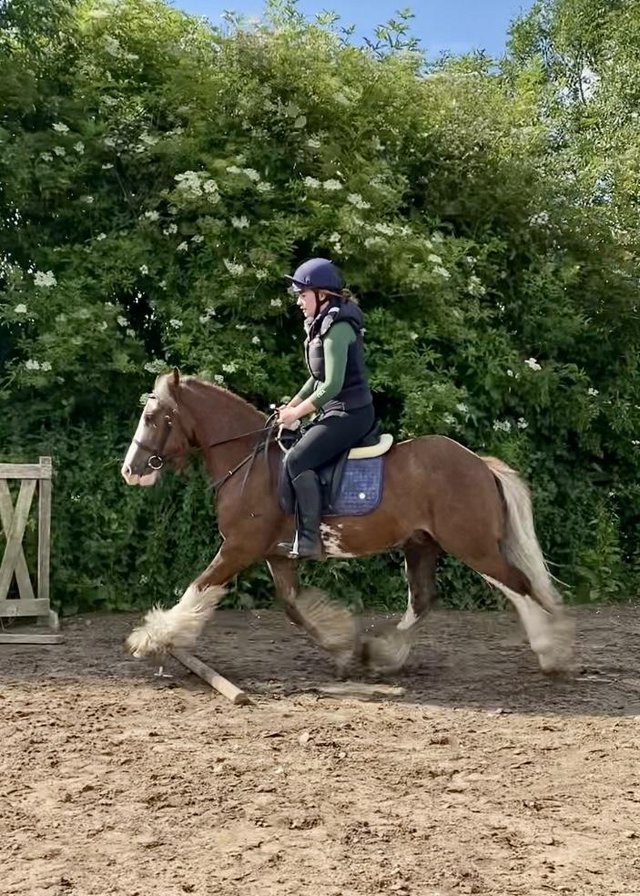 Preview of the first image of 14.2hh Cob Gelding 3 Years Old.