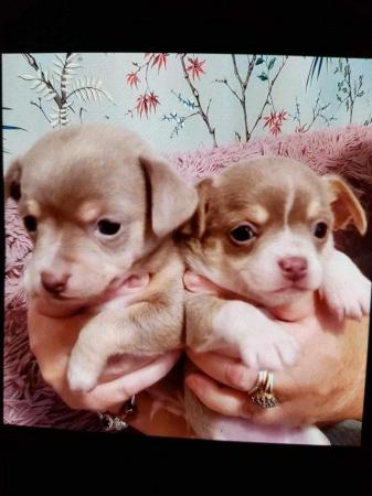 Image 3 of 1 lavender chihuahua male puppy forsale.