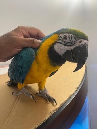 Image 2 of Handreared Super Tame Cuddly Friendly Talking Macaw Parrot