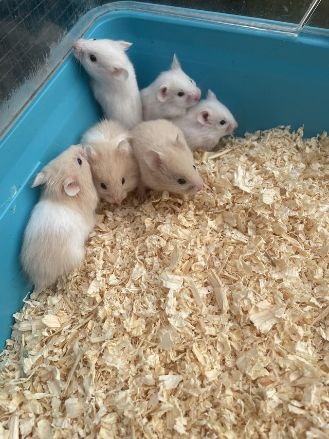 Preview of the first image of 8 week old super friendly Syrian hamsters.