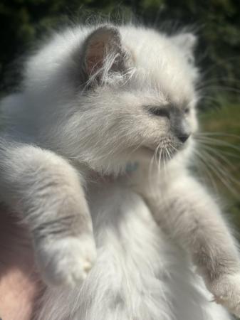 Image 7 of Exceptional blue mitted gccf active boy available