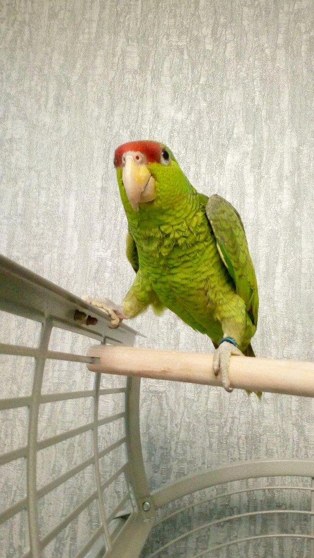 Preview of the first image of Amazon parrot talking young.