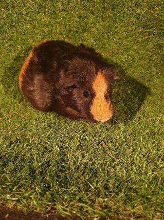 Image 20 of Guinea pigs males and females