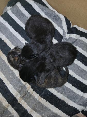 Image 3 of Beautiful Kittens for sale ready 29/05