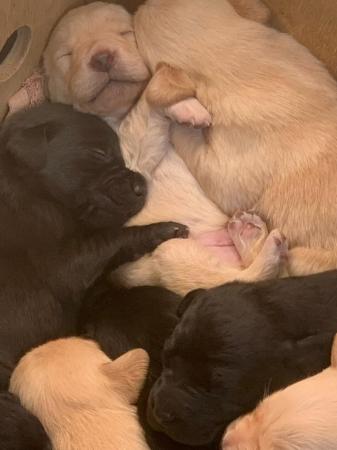 Image 3 of LABRADOR KC REGISTERED PUPPIES