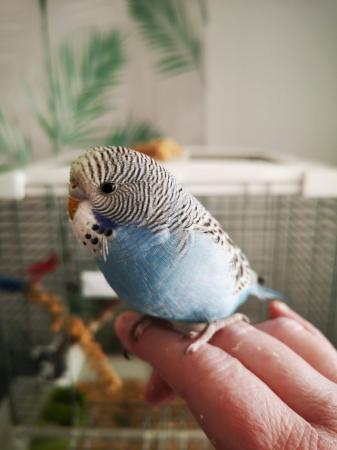 Image 3 of Baby hand tamed budgies for sale